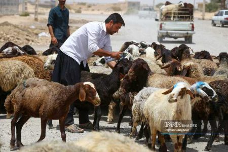 مدیرعامل اتحادیه مرکزی دام سبک: افزایش نرخ دام زنده در پی گرانی دلار/ قاچاق گوساله از پاکستان به ایران