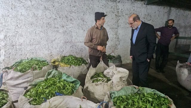 شهرستان رودسر تولیدکننده 20 درصد چای مصرفی کشور