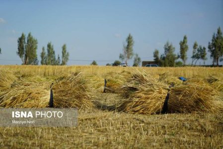 وعده دولت برای تسویه طلب گندم کاران؛ منابع لازم پیش بینی شده است