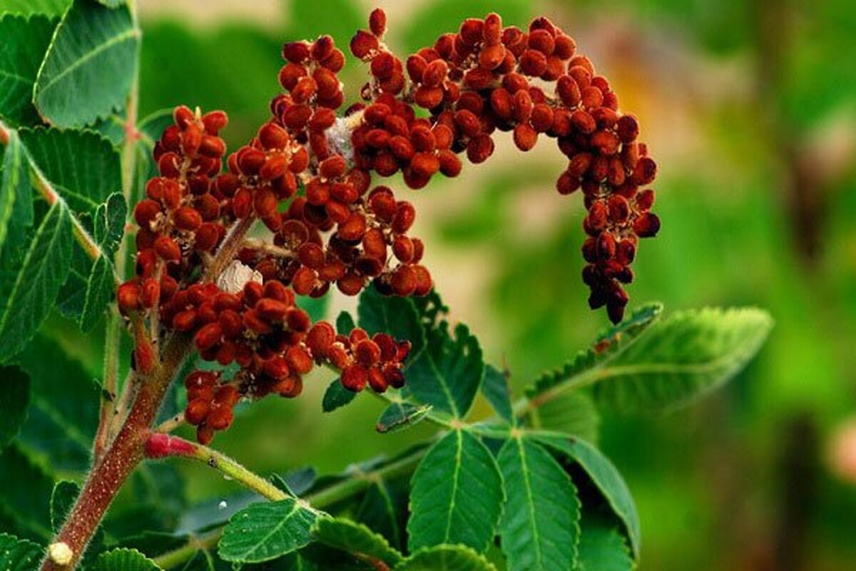ادویه‌ای خوش طعم با چاشنی سلامت