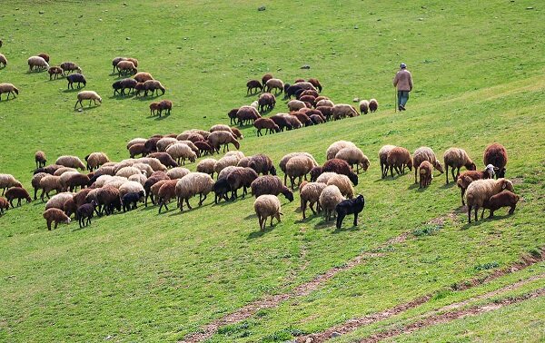 فارس فارس رتبه نخست جمعیت دام سبک کشور را داراست