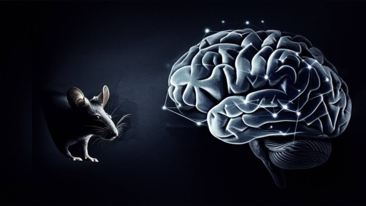 سریال موش (Mouse)؛ هر آنچه باید از این درام معمایی بدانید